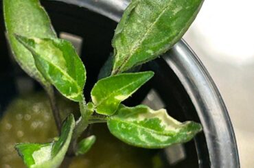 Aji Charapita variegation traits
