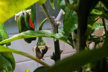 Anyone have any insight as to why pablano peppers would be turning red prematurely?