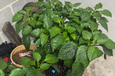 Growth under artificial lights (LED spectrum)