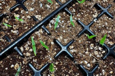 Seedlings and Cal-Mag