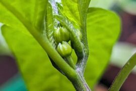 Am I crazy or are those flowers?