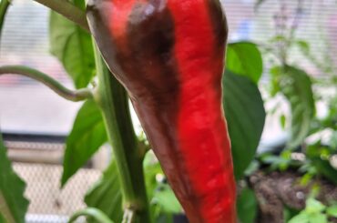 Any ideas what this is. Sold to me as Lesya.