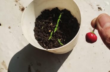 Dalle Khorsani chilli - a Nepalese variety germination update