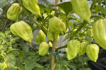 Peach Ghost Scorpion - how long until ready?