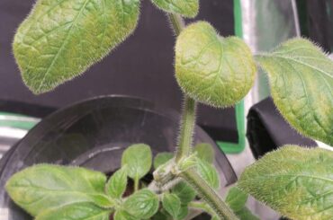 Manzano(?) pepper leaves discoloring