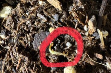 Why did this sprout die right away?