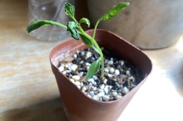 Why is my fish pepper growing crumpled