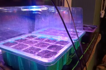 Seeds Finally Planted