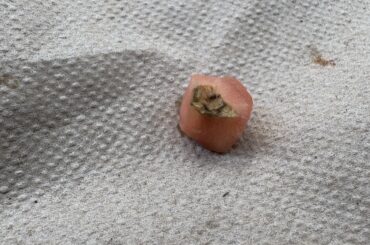 Is this tomato from my crunch wrap supreme gone bad?