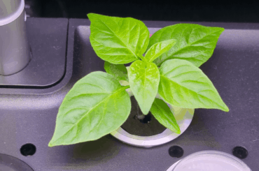 Behold my little pride and Joy