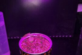 Firs Time Growing - Need Some Help