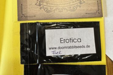 Seeds finally arrive!