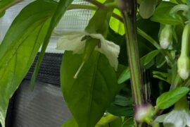 Peperoni Lombardo not dropping petals