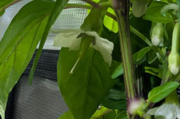 Peperoni Lombardo not dropping petals