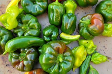 Winter Harvest in Fl