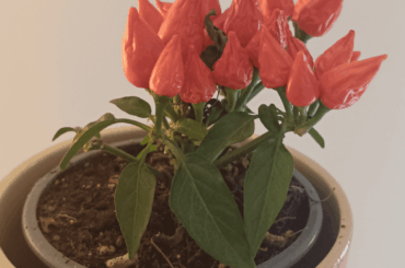 How do I take care of it? It's bonchi, right?