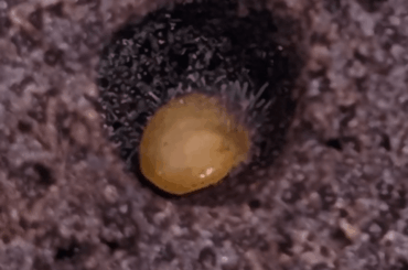 Is that mold? Doesn't look like root hair to me.