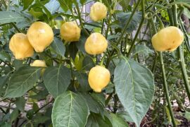 Are these yellow habaneros?