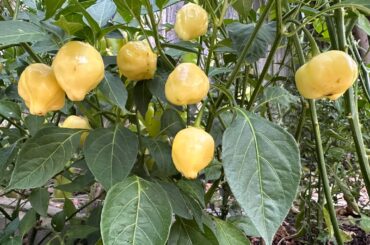Are these yellow habaneros?