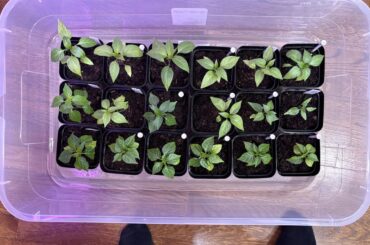 First time growing pepper