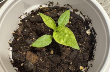 Dorset Naga seedling looking a little yellow, or am I overreacting thinking it?