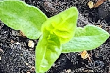 When Do you Transplant?