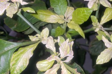 Help me figure out what’s wrong with the leaves