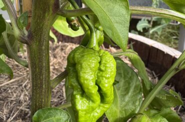 Not the promised 7 pot, but I'm also not too disappointed.