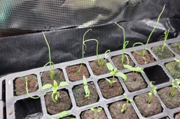 1st Time Rocoto Seed Planting