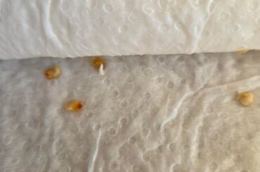 Superhot germination in 3 days???