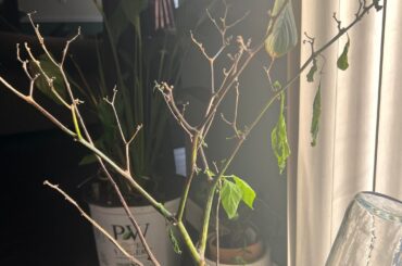 Overwatered overwintered chocolate scorpion