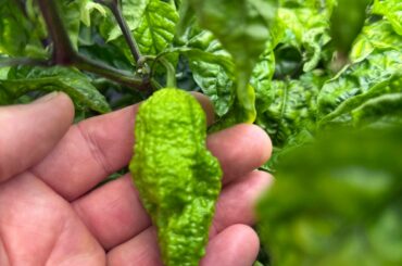 Don’t neglect the DWC