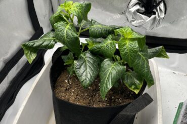 Dark green leaves - a problem?