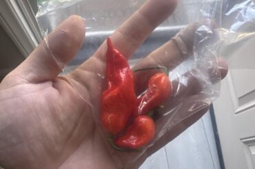First successful harvest.