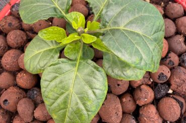 First grow. Dragons breath