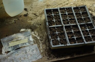 Tray of seedlings