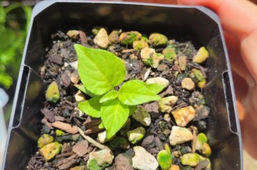 First time grower. Ghost pepper.