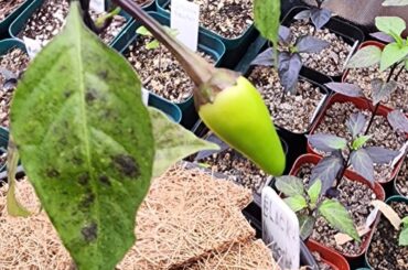 First Pepper! Black Hungarian.