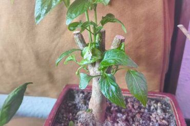 When to start trimming?