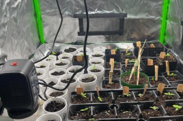 100% Germination!