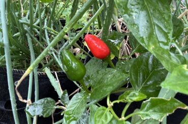 This plant just sprouted in my yard. A bird probably pooped out the seed. The ripe pepper is 1/2” long.