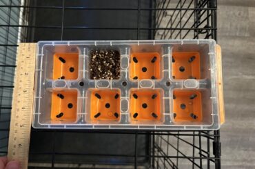 Are these seed trays too big to start peppers in?