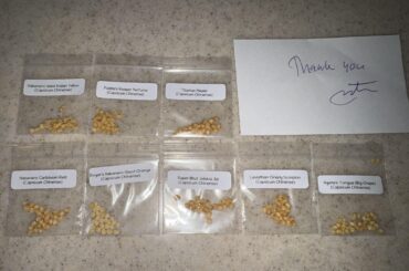 First order from White Hot Peppers! And first time growing superhots from seed.