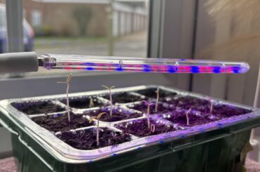 Are these Leggy? Buy fan or better lights?