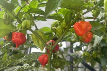 Can you help ID these peppers?