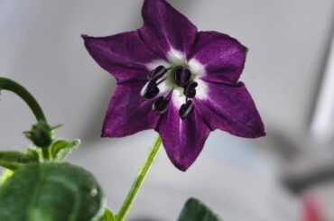 Rocoto Marlene flowers and other peppers
