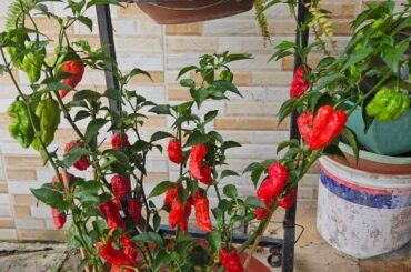 Lady sold me this plant as Habanero