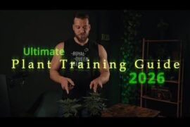 Plant training techniques