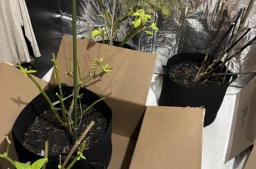 Some of the plants I'm overwintering in my basement are re-growing leaves. I have a very small skylight I guess they're getting light from. Best to pluck all these leaves?