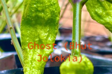 Ghost (Bhut Jolokia